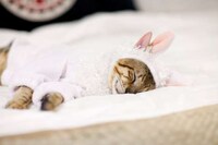 Kitty Costume Catwalks (UPDATE) Image 6