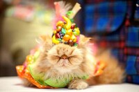 Kitty Costume Catwalks (UPDATE) Image 7