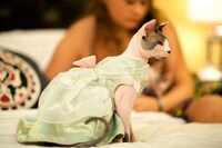 Kitty Costume Catwalks (UPDATE) Image 8