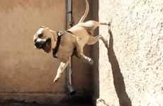 Wall-Climbing Canines