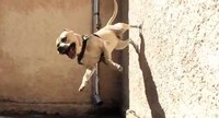 Wall-Climbing Canines