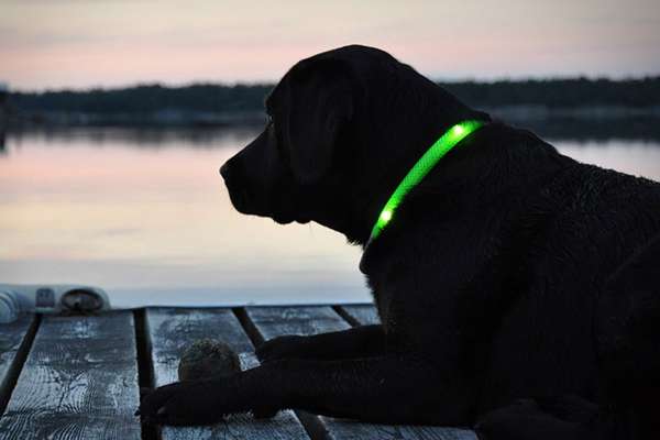 22 Dashing Dog Collars