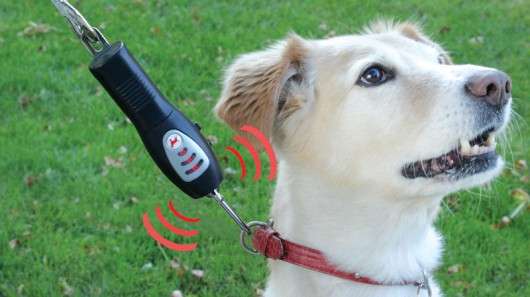 54 Stylish Dog Leashes