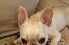 Contrite Canine Photography