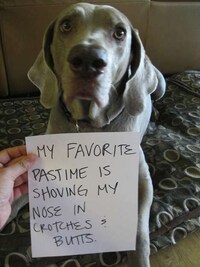 Contrite Canine Photography Image 2