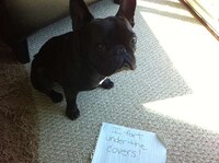 Contrite Canine Photography Image 3