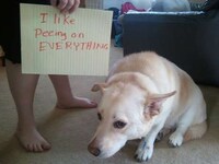 Contrite Canine Photography Image 4