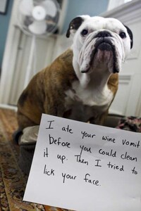 Contrite Canine Photography Image 5