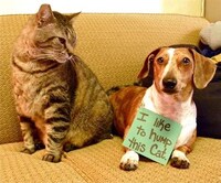 Contrite Canine Photography Image 8