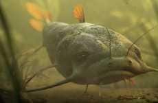 Fish Irony Commercials