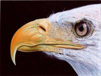 Photoreal Pen Drawings Image 3