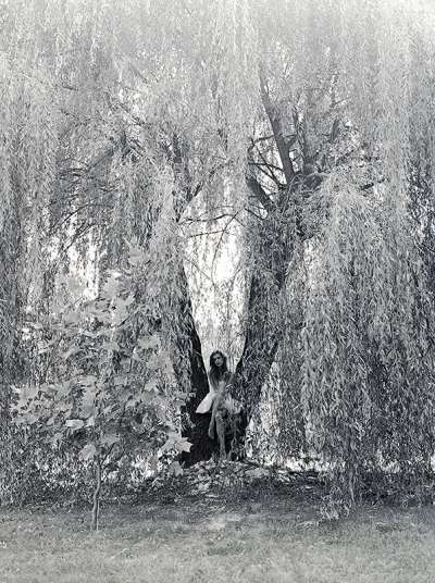 Distraught Forest Pictorials