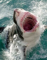 Shark-Tracking Droids Image 2