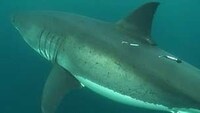 Shark-Tracking Droids Image 3