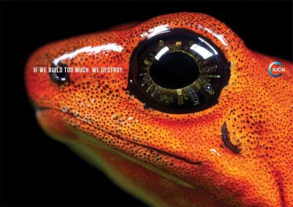 84 Frog-Related Products