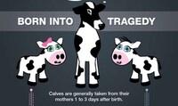 Animal Exploitation Infographics Image 2