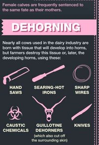 Animal Exploitation Infographics Image 3
