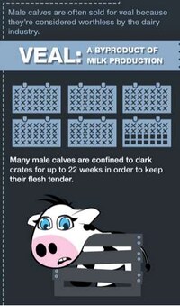 Animal Exploitation Infographics Image 4