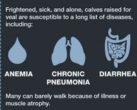 Animal Exploitation Infographics Image 5