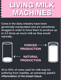 Animal Exploitation Infographics Image 6