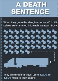 Animal Exploitation Infographics Image 7