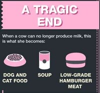 Animal Exploitation Infographics Image 8