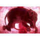 Premature Mammal Portraits Image 7
