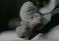 Everyday Enjoyment Videos Image 3