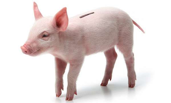 56 Precious Piggy Bank Innovations