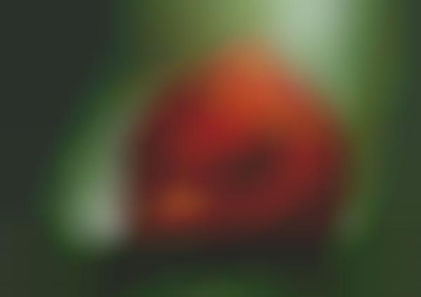 Realistic Avian App Renderings