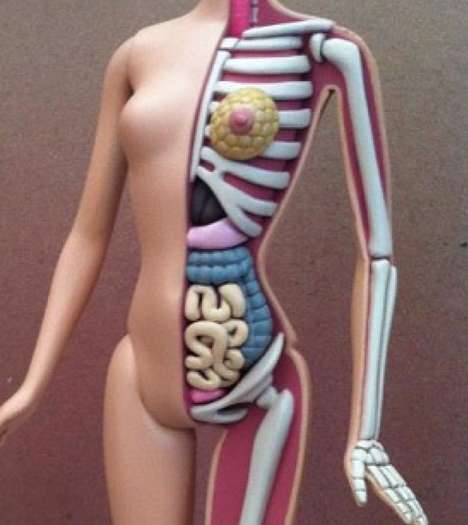 Anatomy-Showing Dolls