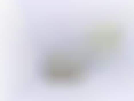 Butterfly-Covered Furniture