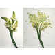 Fractal Flower Photos Image 2