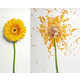 Fractal Flower Photos Image 4