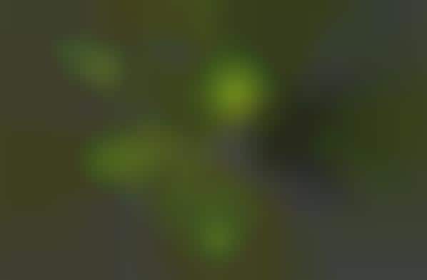 Magical Insectile Illuminators