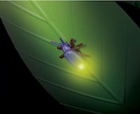 Magical Insectile Illuminators Image 2