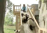Altruistic Animal Ambassadors Image 7