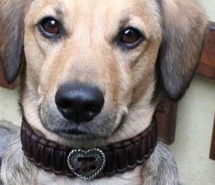17 Customized Canine Collars