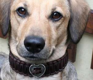 17 Customized Canine Collars