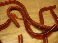 Squirmy Edible Insects Image 4