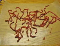 Squirmy Edible Insects Image 5