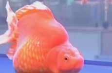 Goldfish Glamor Competitions