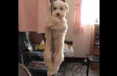 Pet Competition Videos