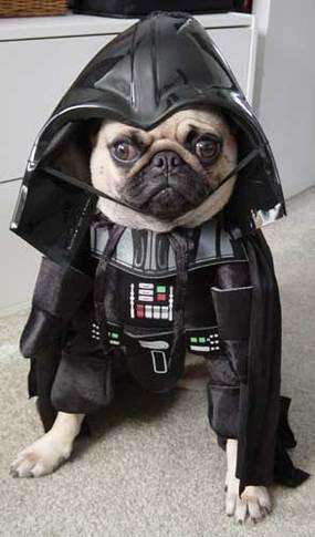 42 Halloween Pet Accessories