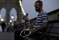 Illuminated Canine Cords Image 2