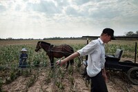 Candid Mennonite Portraits Image 3
