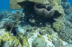 Submerged Panoramic Images