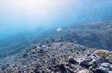 Sedentary Sea Surveyors