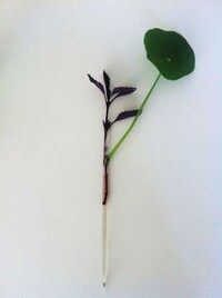 Plastic Straw Vases Image 2