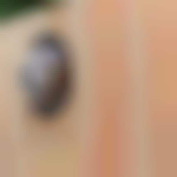 Spying Canine Orbs